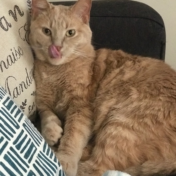 Proud Cat Mom 💕 - Picture 2 of 7